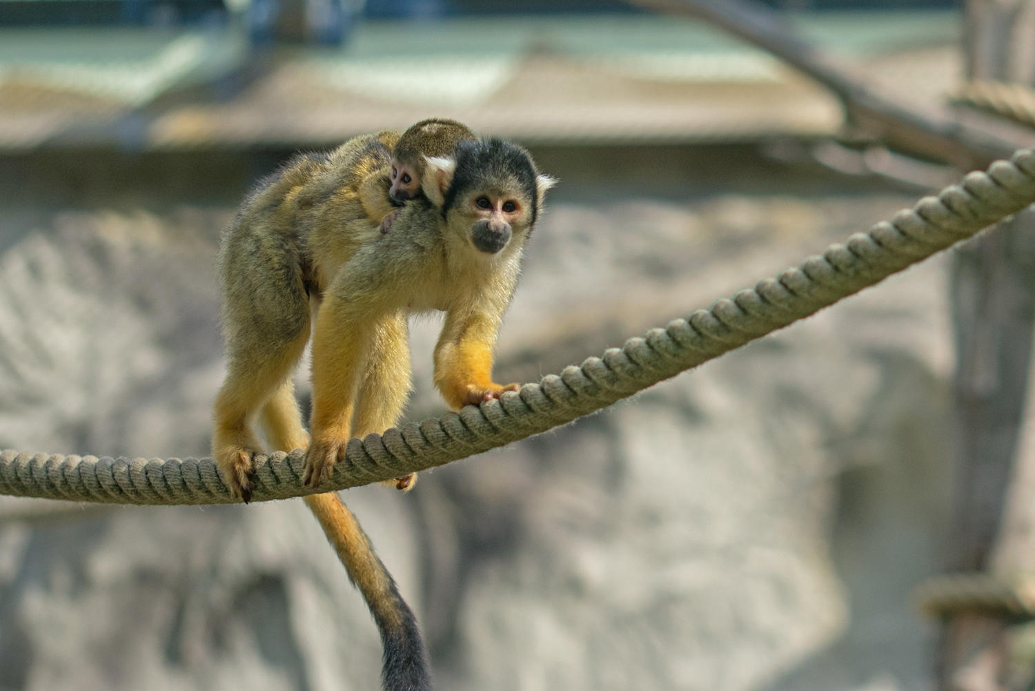 Totenkopfäffchen Zoo Neuwied
