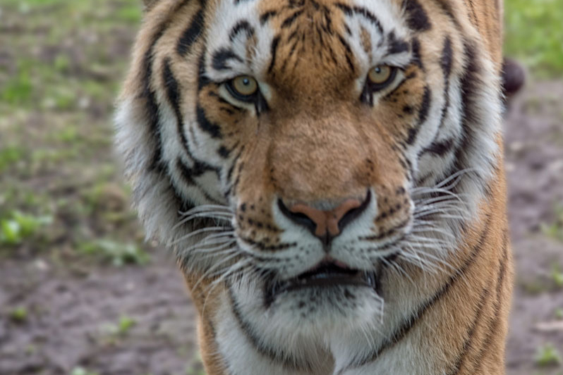 Sibirischer Tiger Zoo Neuwied